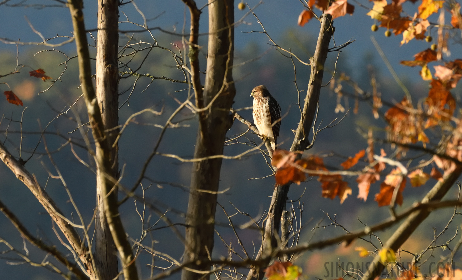 Buteo lineatus lineatus [400 mm, 1/1600 sec at f / 8.0, ISO 1600]